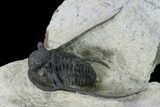 Cyphaspis Eberhardiei Trilobite - Foum Zguid, Morocco #164465-3